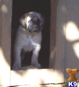 Mastiff Puppies for Sale